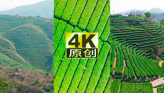 竖屏杭州西湖龙井茶田合集