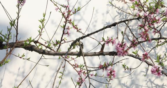 春天桃花桃树白墙光影婆娑空镜