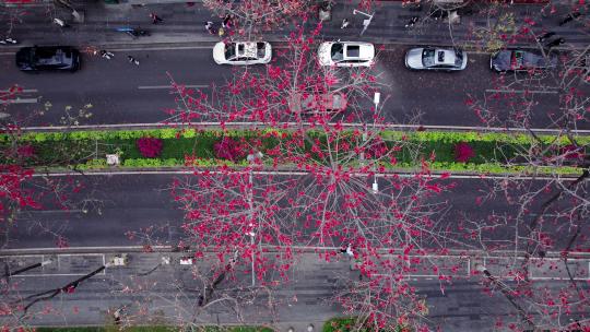 广州烈士陵园阳光红色百年木棉花航拍4K视频