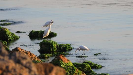 大海边的白鹭在长满海藻的石头上站立捕食