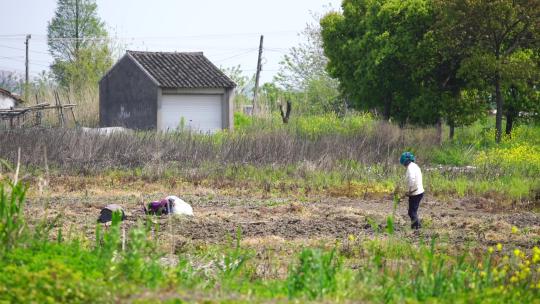 农田里妇女在耕作