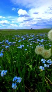 竖版-草原上的花草