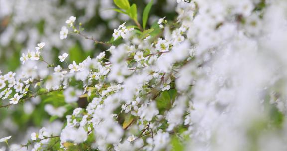春天一丛珍珠菊一簇白色鲜花盛开