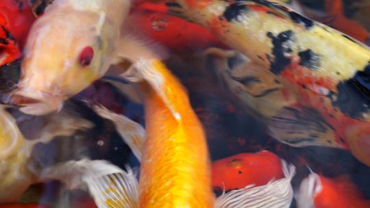 锦鲤金鱼4K实拍视频素材