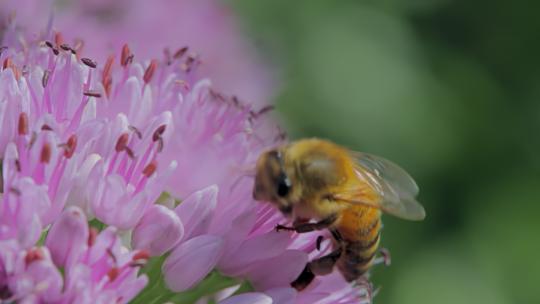 实拍蜜蜂采蜜