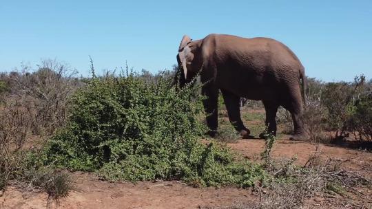 大象 自然保护区视频素材模板下载