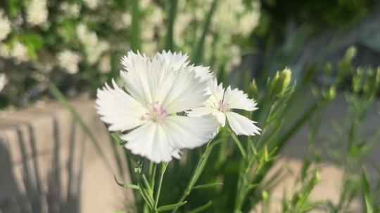 盛开的白色石竹花花朵