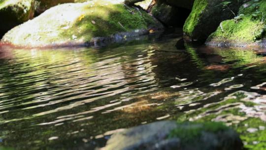 森林流淌泉水空镜/大自然清澈溪水/禅意高清在线视频素材下载