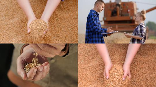 【合集】收获小麦 一捧粮食 新鲜小麦