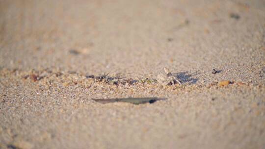 海南海边小螃蟹在沙滩上搬运沙子