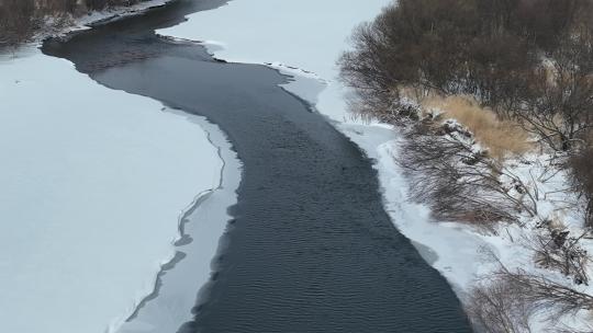 春天开河雪景冰河上游泳的水鸭子