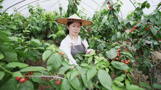 中年女性农民果园小樱桃采摘