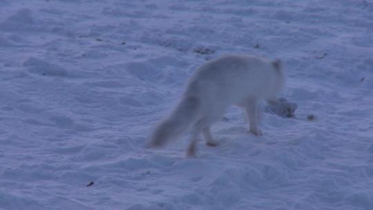 冰天雪地中的北极狐