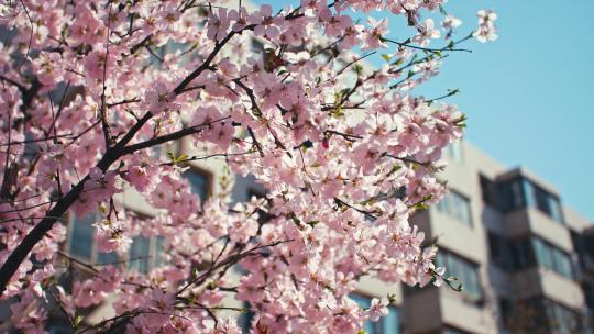 春天社区里的桃花盛开