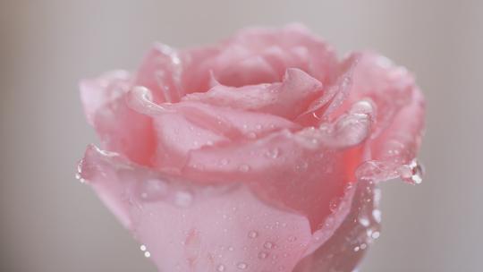 沾着水珠的玫瑰花实拍4K可商用视频素材模板下载