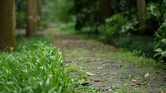 杭州虎跑雨后树林中绿色的小道上飘满落叶