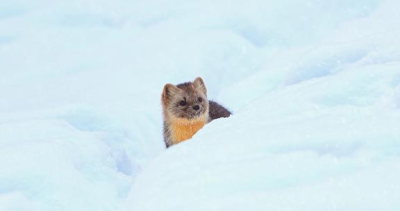 东北三宝之雪地精灵紫貂雪地里撒欢卖萌2