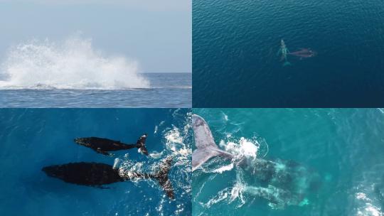 [合集]唯美大气鲸鱼跃起过水面