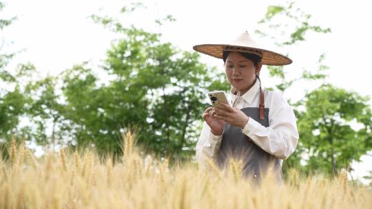 中年女性农技师在西奥麦田里使用手机