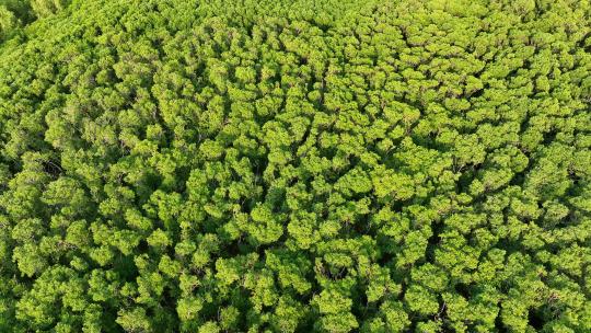 航怕福建漳州九龙江生态系统红树林湿地