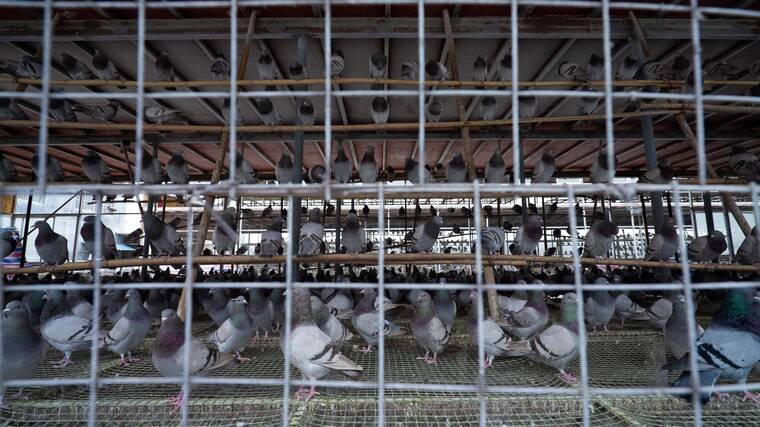 鸽子肉鸽养殖场