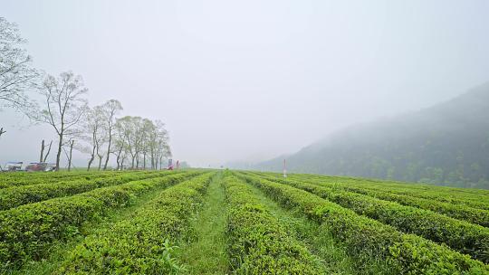 茶园风光