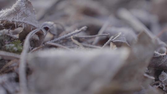 冬天草地枯叶上的冰晶视频素材模板下载
