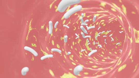 益生菌调节肠道健康机理动画视频素材模板下载