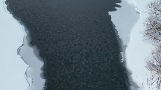 春天开河雪景冰河上游泳的水鸭子