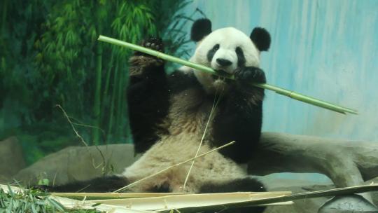 大熊猫国宝 吃竹子