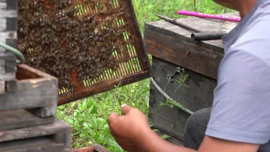 4K蜂农抖落巢础上的蜜蜂实拍视频