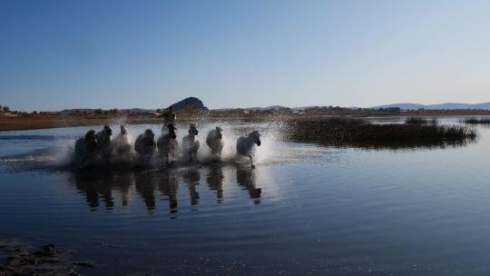 高速拍摄马在水里奔跑素材