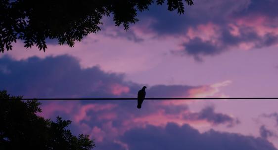 （4k电影感）北京夏天胡同里的烟火气