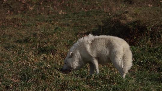 北极狼拉着毛茸茸的猎物咀嚼它。