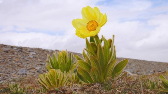 全缘叶绿绒蒿 黄芙蓉 鹿耳菜 高海拔植物