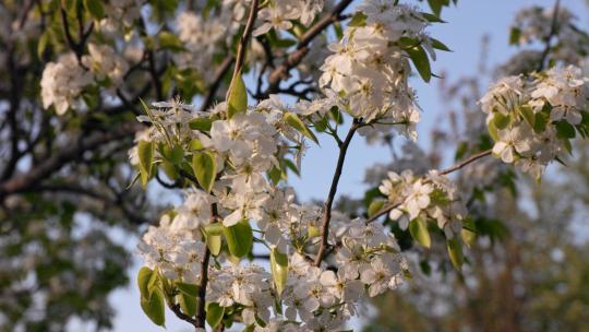 户外公园春天梨花树开花