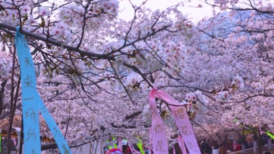 樱花山飘带祝福语视频素材模板下载