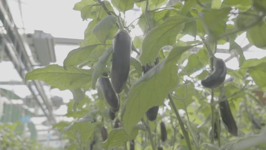 农业种植-茄子-大棚蔬菜