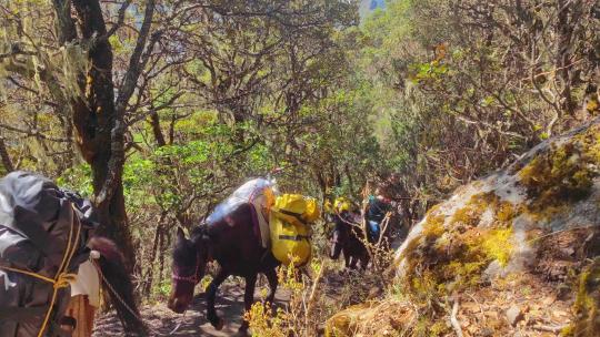 四川甘孜子梅村为登山者 运送行李的马队视频素材模板下载
