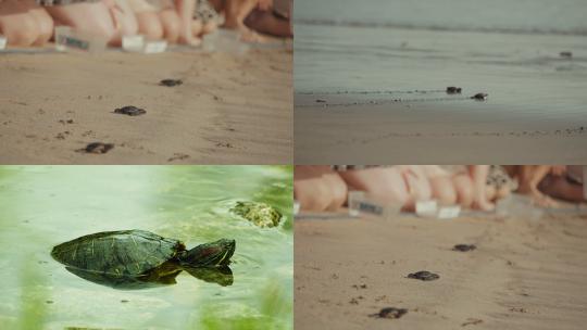 [合集]海滩小海龟特写镜头乌龟背