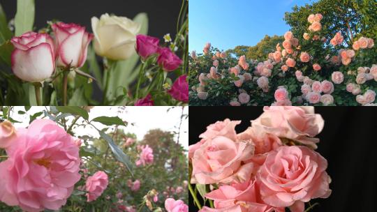 【合集】玫瑰花朵植物开花粉色玫瑰
