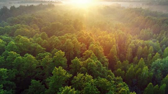 日出无人机航拍飞跃绿色森林！
