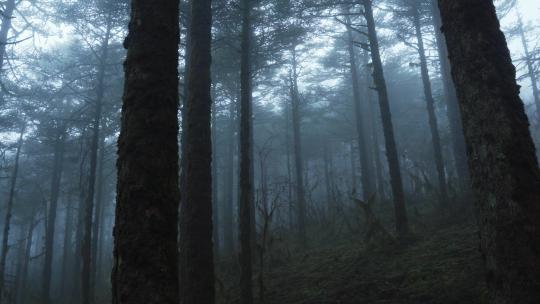 阴雨天气迷雾森林视频素材模板下载