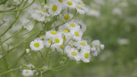 小清新鲜花阳光和雏菊