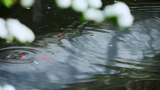 园林内红色金鱼在水池里