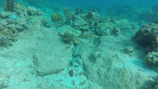 海底 珊瑚  软珊瑚   海洋生物 珊瑚礁