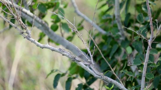 h蝮蛇隐藏在树枝上