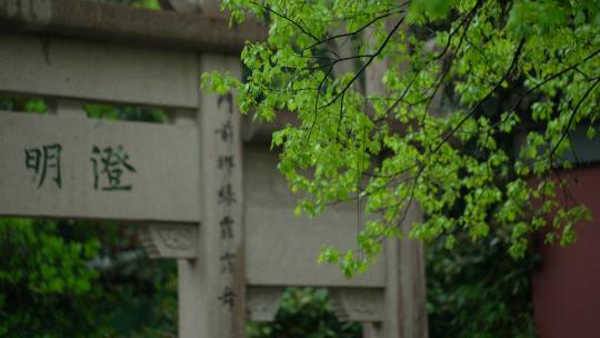 杭州钱王祠春天清明节雨天古建筑自然唯美