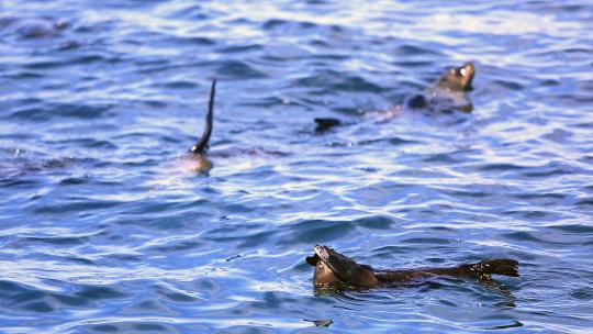 海水中的海狮群