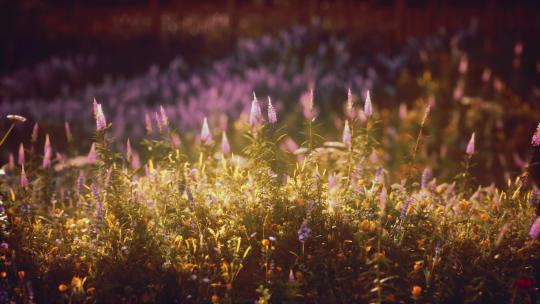 秋天小野花浪漫温馨的夕阳余晖洒在草地上